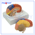 PNT-0612 Medical Brain Anatomical Model, Plastic Brain Models